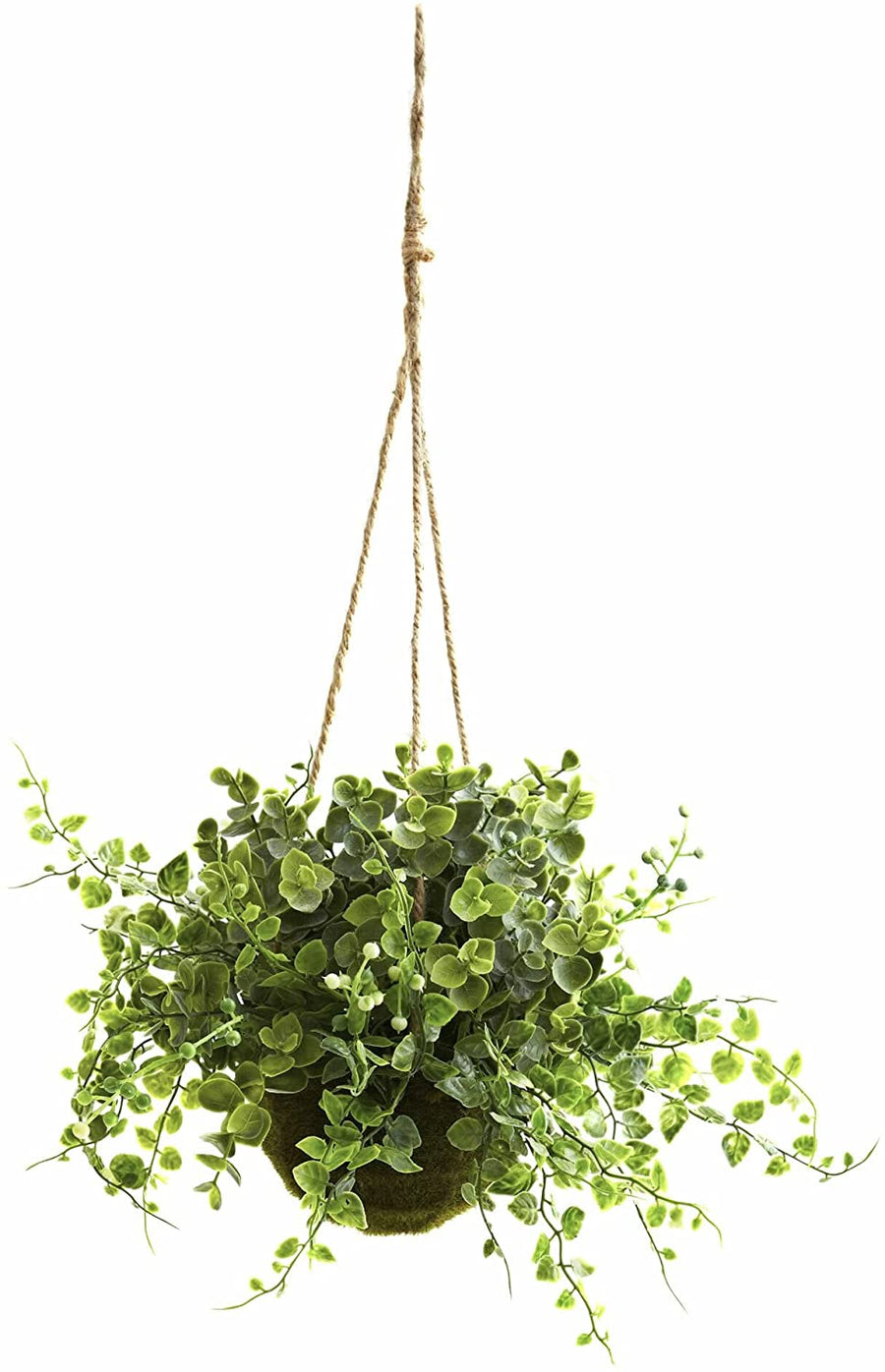 Maidenhair Vine Plant- Muehlenbeckia 4 4