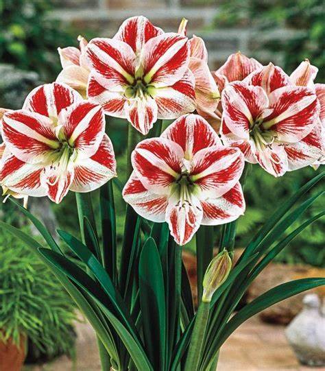 Amaryllis Bulb Exotic Striped Amaryllis Bulb 'Exotic Striped' image3 1