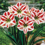 Amaryllis Potted Bulb  3