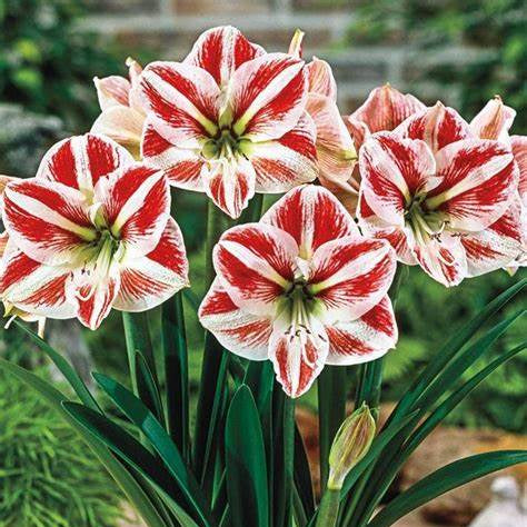 Amaryllis Potted Bulb  3