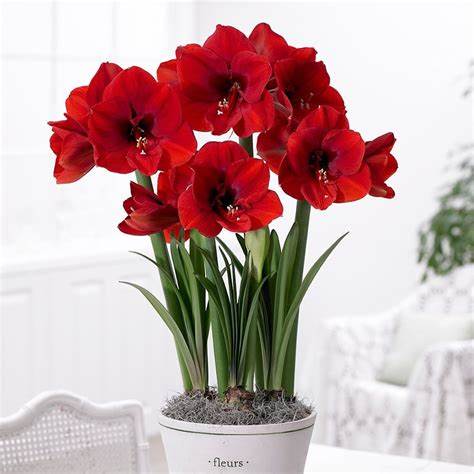 Amaryllis Bulb Royal Red 4 1