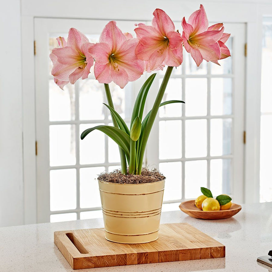 Amaryllis Potted Bulb  4
