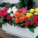 Begonia Non Stop Mix Plants Begonia Non Stop 4 Plants Pack image3 3