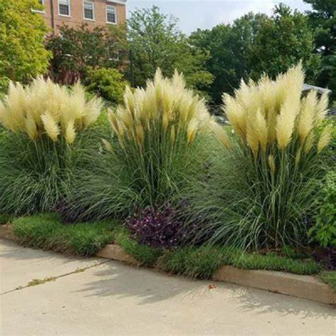 Pampas Grass Silver- Cortaderia Pumila Pampas Grass Silver- Cortaderia Pumila image3 3