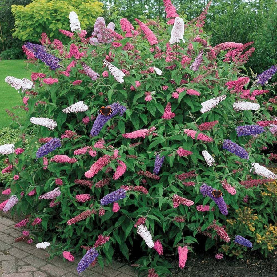 Buddleia Trio - 3 Plant Mix 4 2