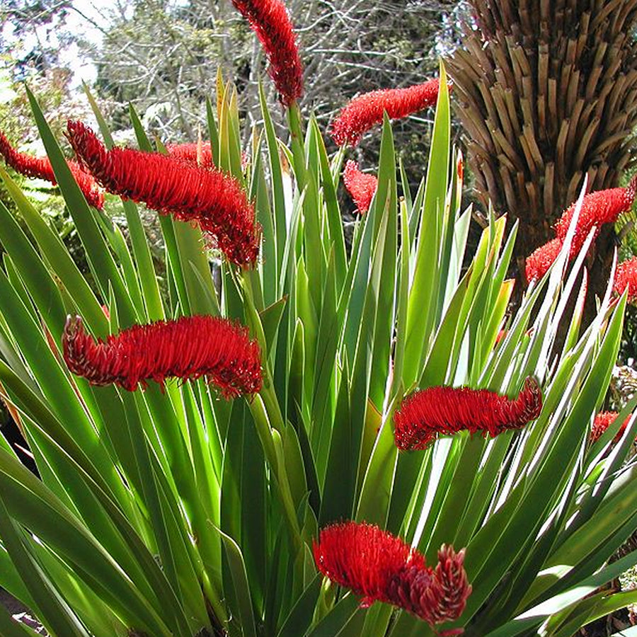 Callistemon Red Bottlebrush Callistemon Red Bottlebrush image3 3