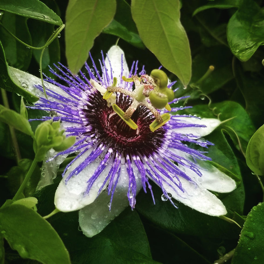 Passiflora Passion Flower 'Damsels Delight' 4 1
