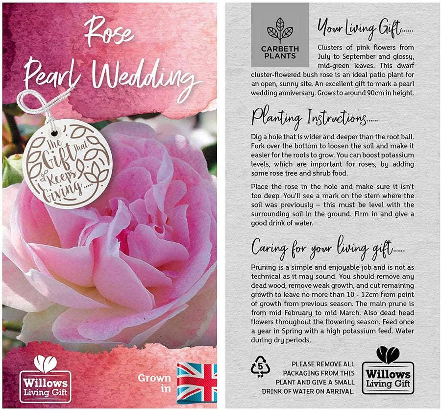 Pearl 30th Wedding Anniversary Rose Bush Gift Wrapped Pearl 30th Wedding Anniversary Rose Bush Gift Wrapped image3 3