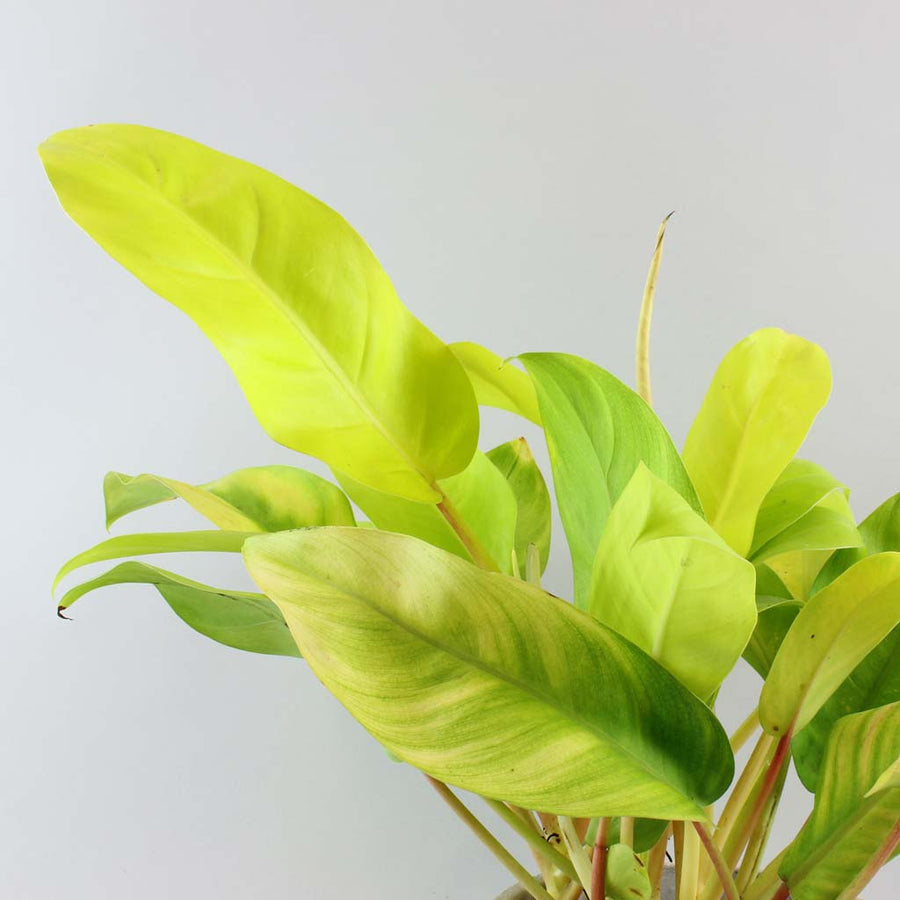 philodendron scandens gold Philodendron Scandens Malay Gold