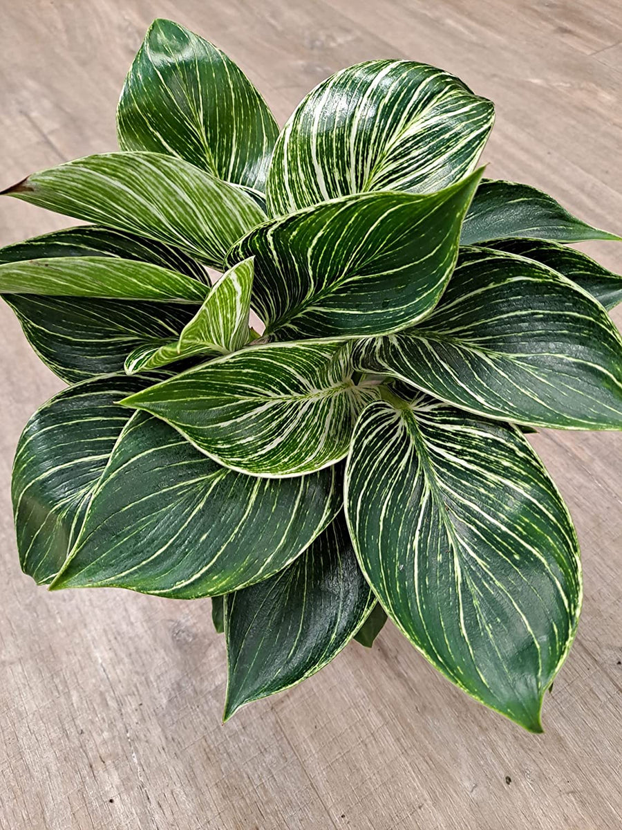 Philodendron White Wave Plant 4 4