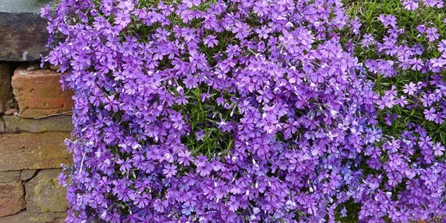 Phlox Subulata Phlox Subulata image3 3