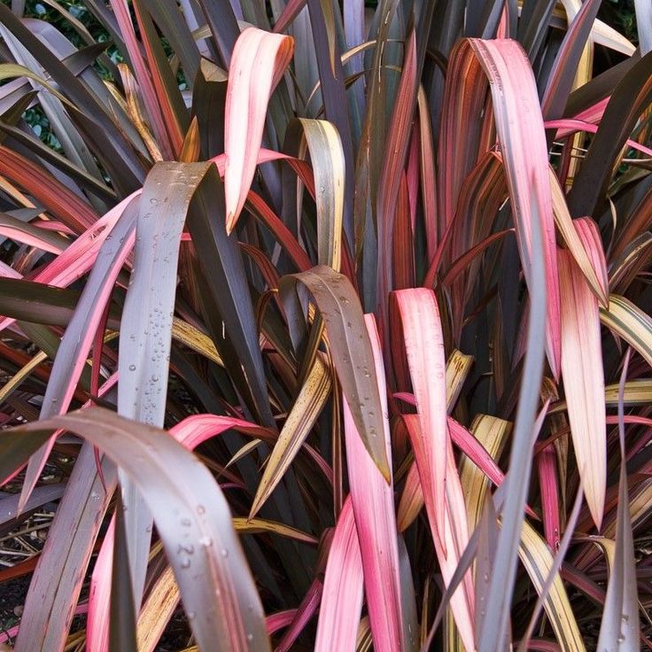 Phormium Red Wave Phormium Red Wave image3 3
