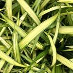 Phormium Wave  4