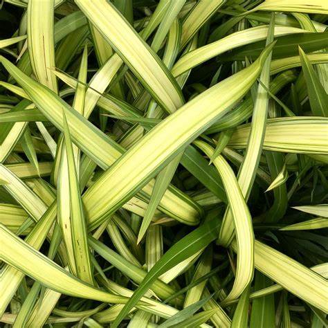 Phormium Wave  4