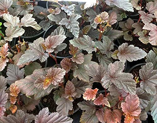 Physocarpus - 'Brown Sugar' Physocarpus - 'Brown Sugar' image3 3