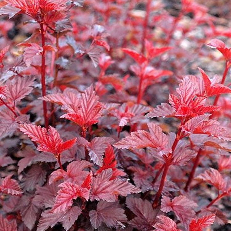 Physocarpus - 'Lady in Red' 4 5