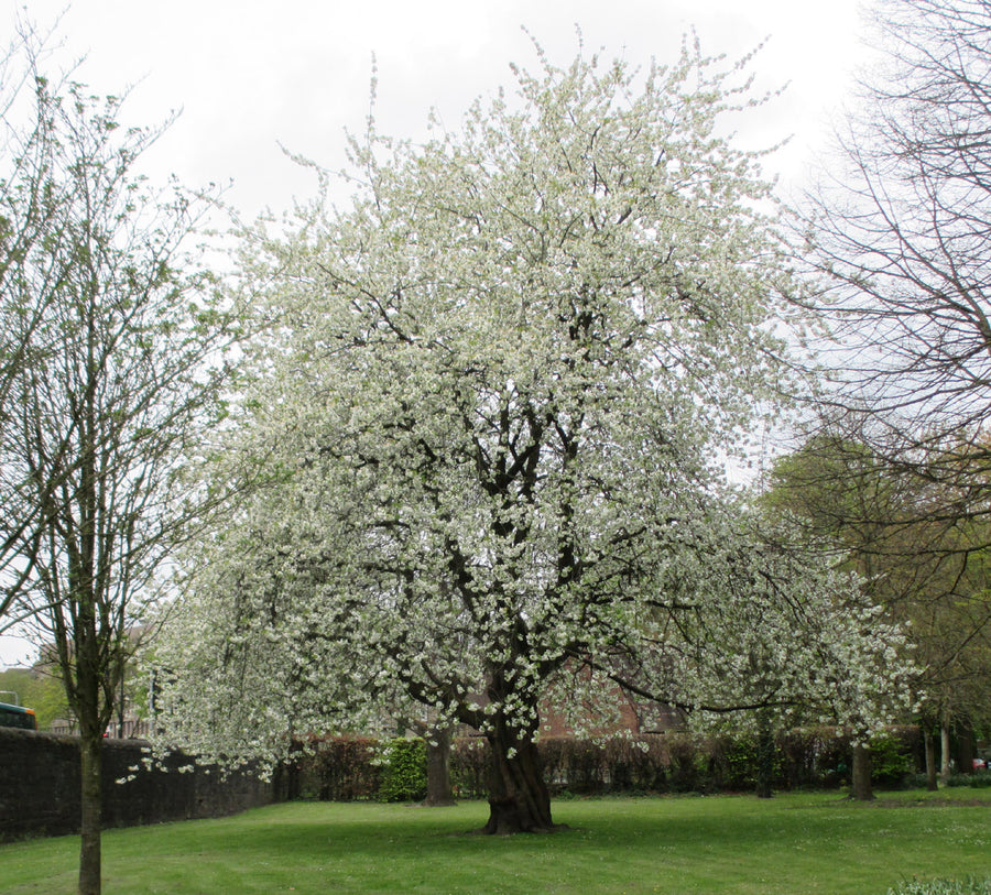 Prunus Alba Plena 4 4