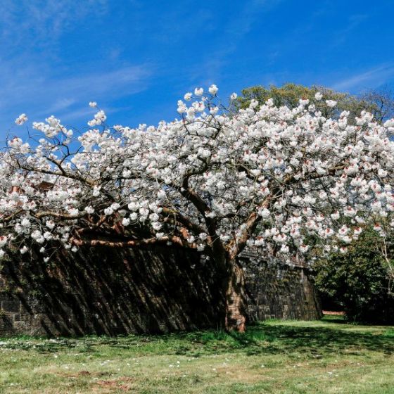 Prunus Brilliant Plant - Alpine Cherry Bush 4 4