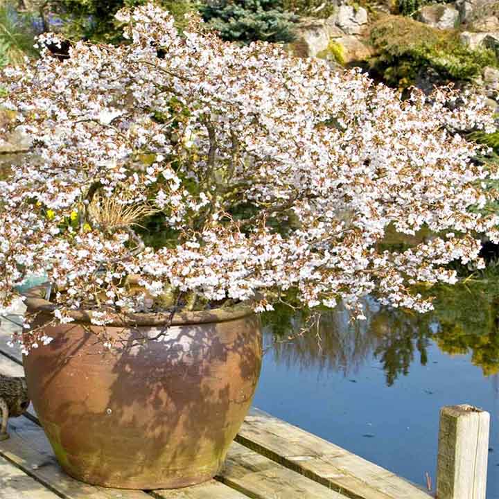 Prunus incisa 'Kojo-no-mai' 4 5
