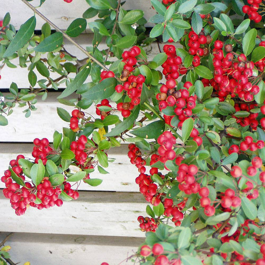 Pyracantha Red Column - Firethorn Shrub 4 4