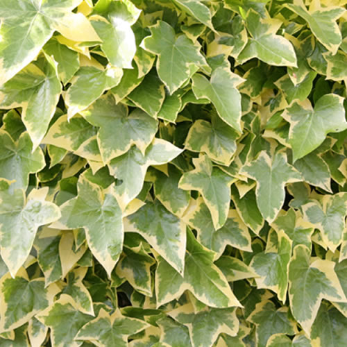 Hedera Ivy Mix (3 Plants) 4 2