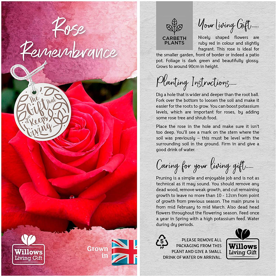 Remembrance Red Rose Bush Gift Wrapped Remembrance Rose Bush Gift Wrapped image3 4