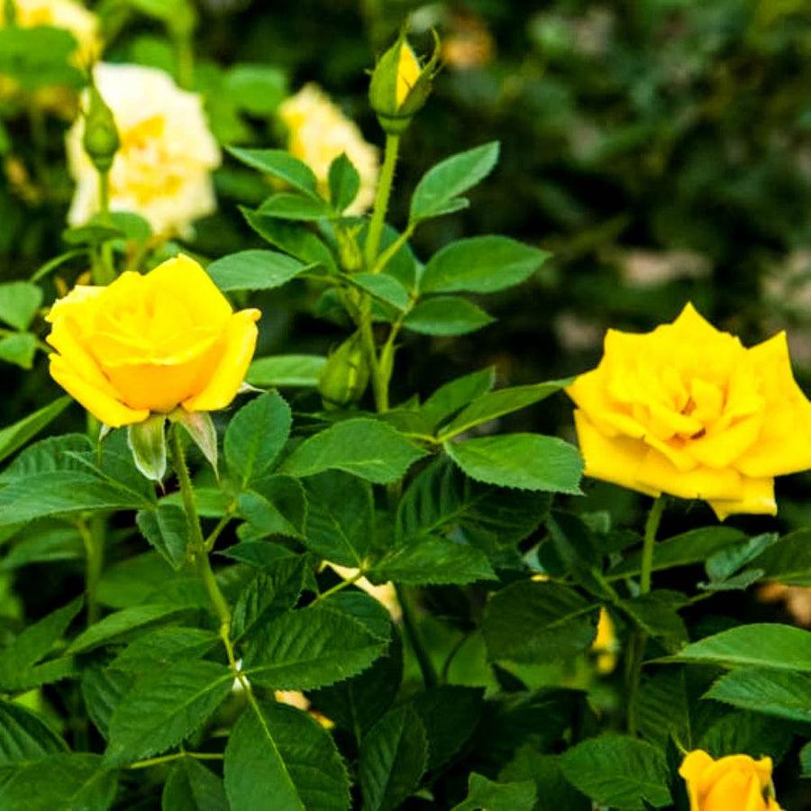 Yellow Rose Bush in a 3Litre Pot Yellow Rose Bush in a 3Litre Pot image2 2