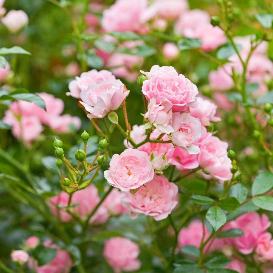 Fantastic at 50 Rose Bush Gift Wrapped Fantastic at 50 Rose Bush Gift Wrapped image2 2