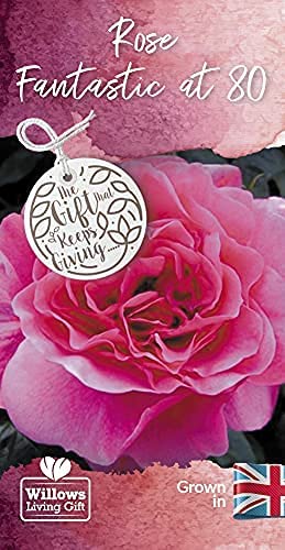 Fantastic at 80 Rose Bush Gift Wrapped Fantastic at 80 Rose Bush Gift Wrapped image3 3