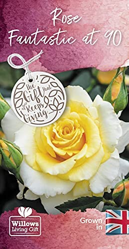 Fantastic at 90 Rose Bush Gift Wrapped Fantastic at 90 Rose Bush Gift Wrapped image3 3