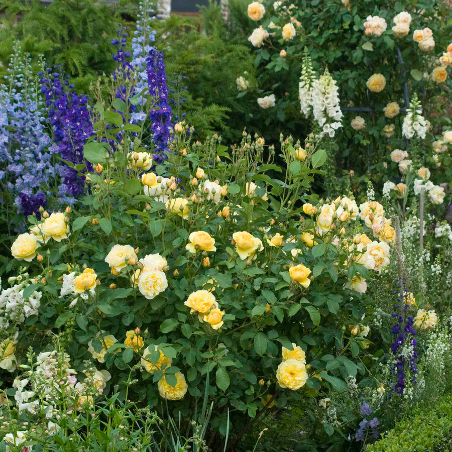 Rose Bush Arthur Bell - Floribunda Rose 4 4