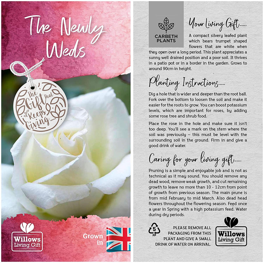 Newly Weds Rose Bush Wedding Gift Wrapped Newly Weds Rose Bush Wedding Gift Wrapped image3 3