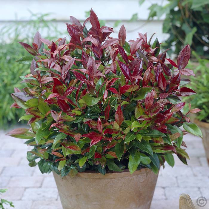 Leucothoe Ruby Wedding Plant - Gift Wrapped Leucothoe Ruby Wedding Plant Gift - Leucothoe Royal Ruby image1 1