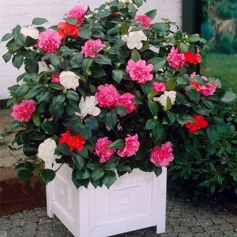 Camellia Japonica Tricolour 4 2