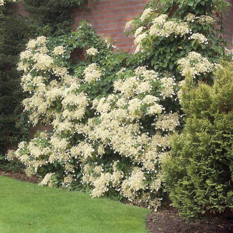 Hydrangea Petiolaris Climbing  (2 Plants) 4 2