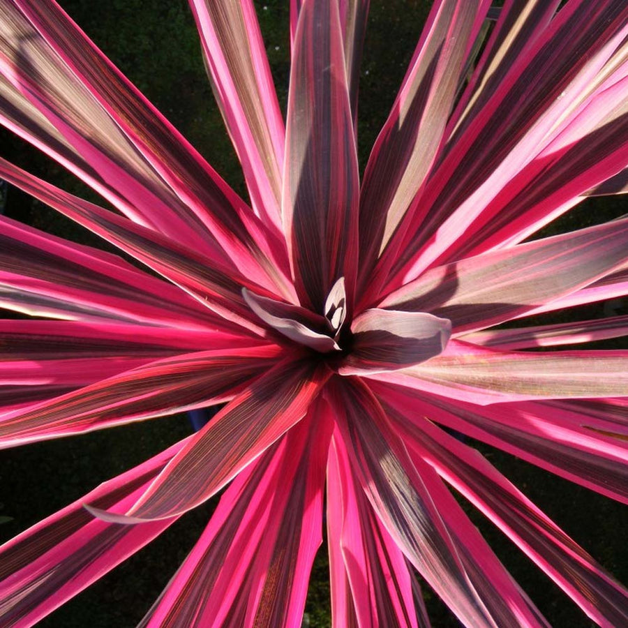 Cordyline Pink Passion Cordyline Pink Passion image4 4