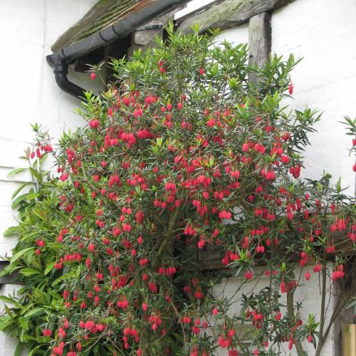 Crinodendron Hookerianum 4 2