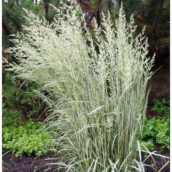 Mixed Ornamental Grasses (3 Plants) 4 4