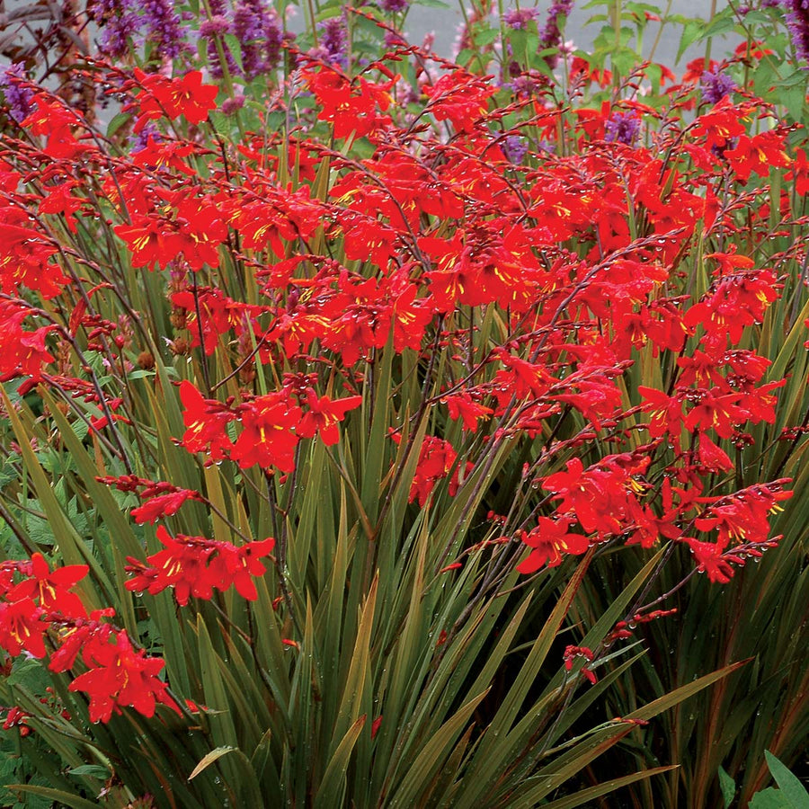 Crocosmia Fairy Crimson Plant 4 3