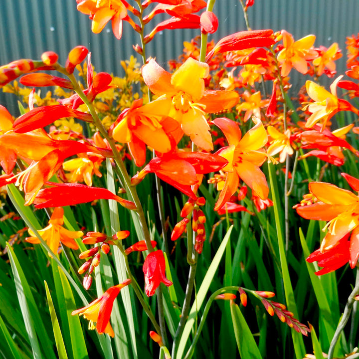 Crocosmia Orange Pekoe Plant 4 4