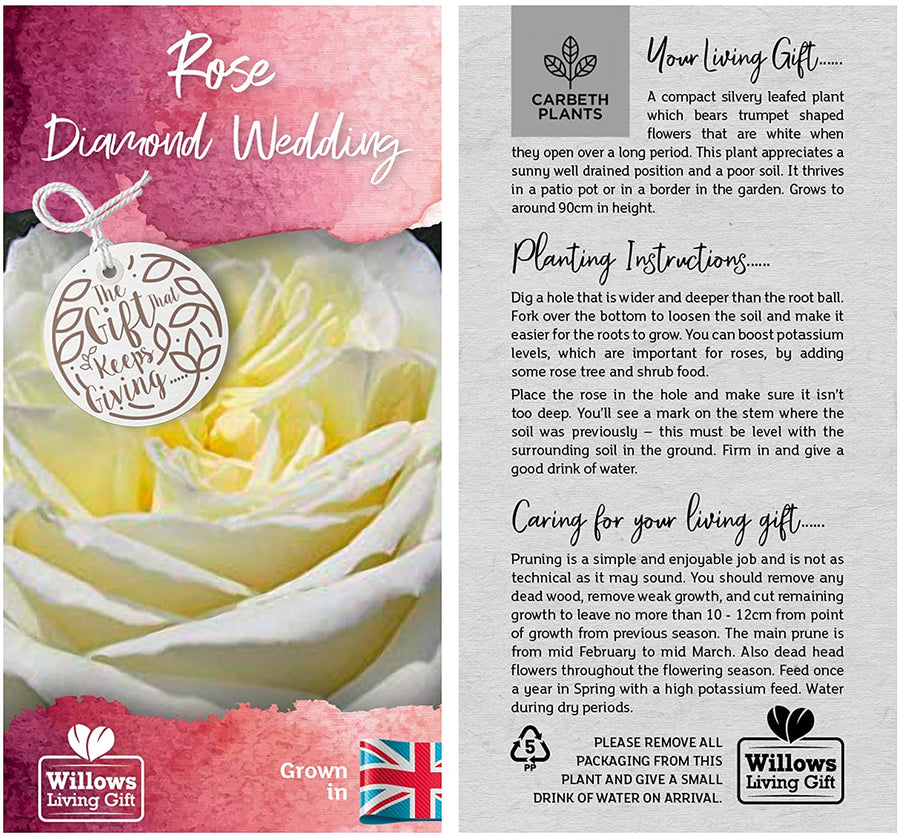 Diamond 60th Wedding Anniversary Rose Bush Gift Wrapped  3