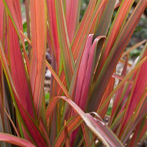 Phormium Mix (3 Plants) 4 4