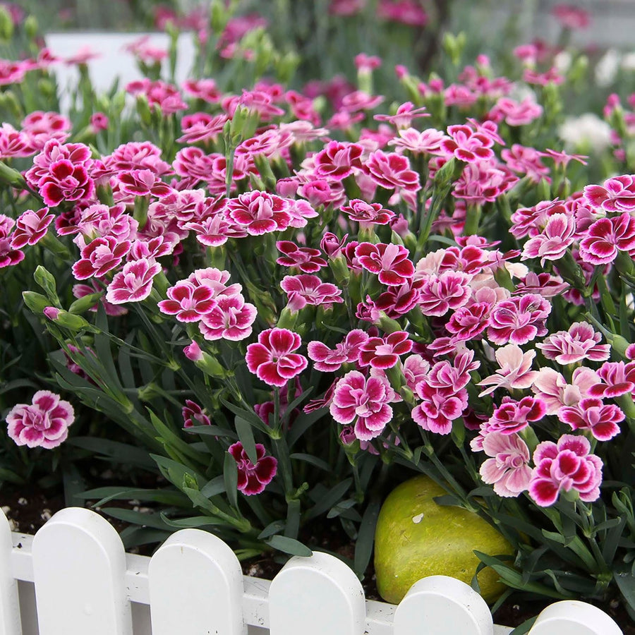 Dianthus Pink Kisses Flowering Plant Dianthus Pink Kisses Flowering Plant image2 3
