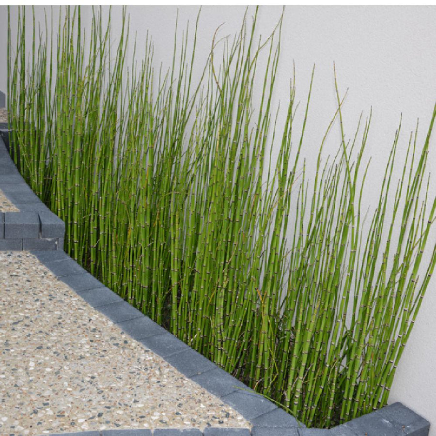 Barred Horsetail - Equisetum Japonicum Pond Plant 4 1