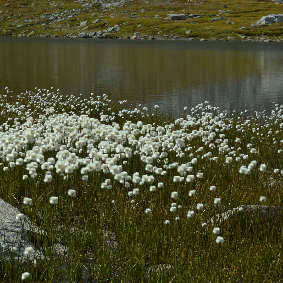 Bog Cotton - Eriophorum angustifolium Pond Plant 4 4