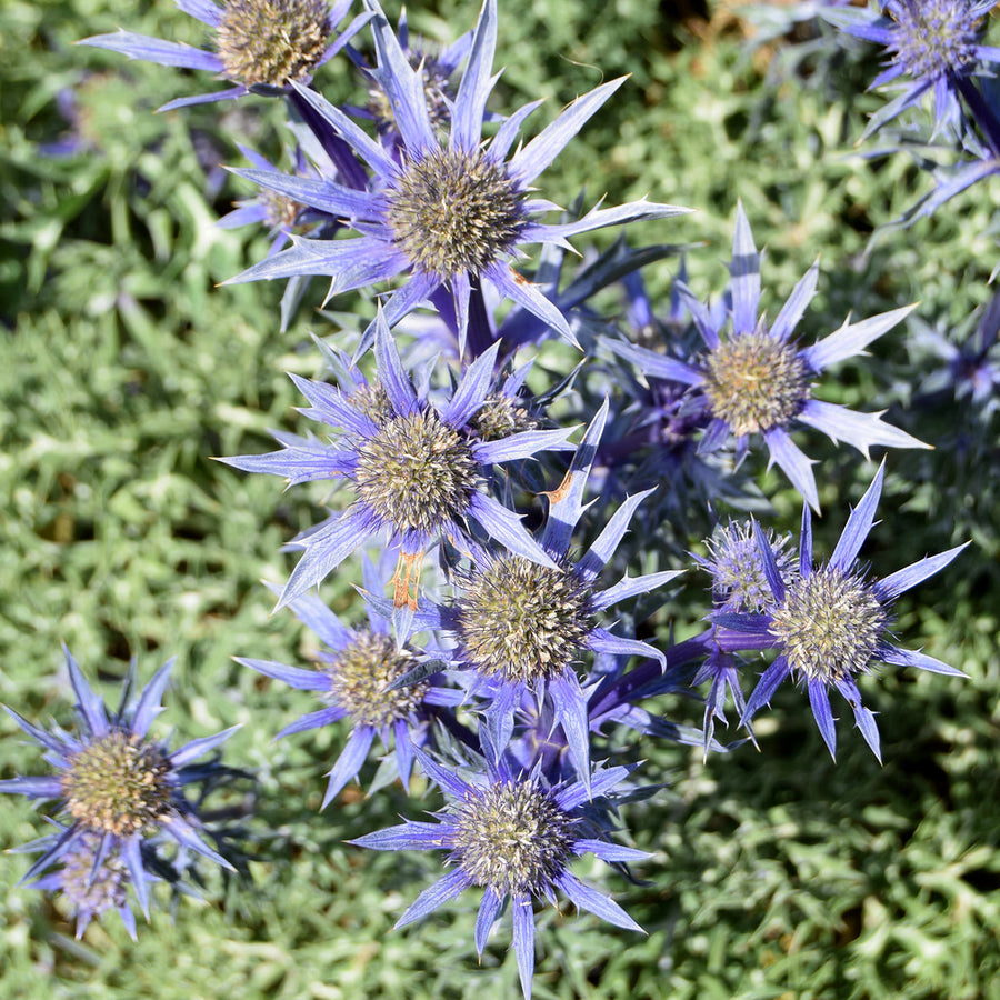 Eryngium Picos Amethyst 4 4