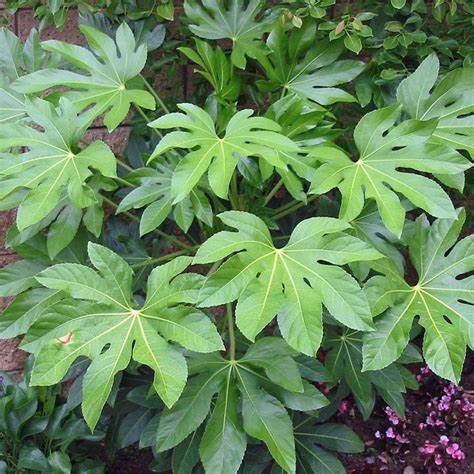 Fatsia Japonica 'Castor Oil' Plant  1