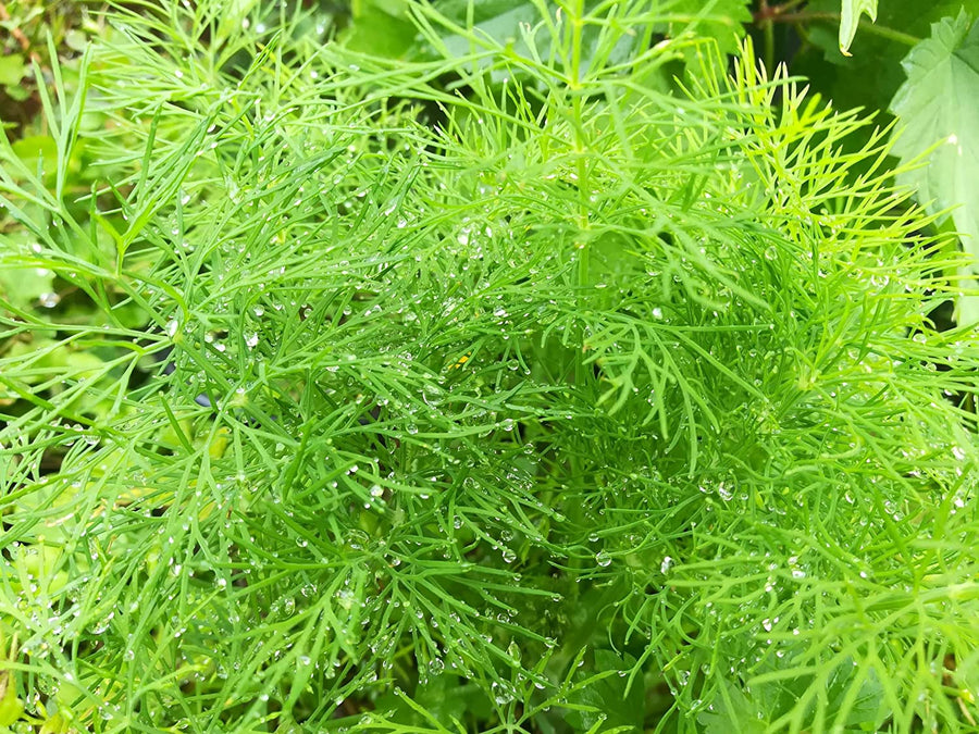 Fennel Bronze Herb Fennel Bronze Herb image3 3