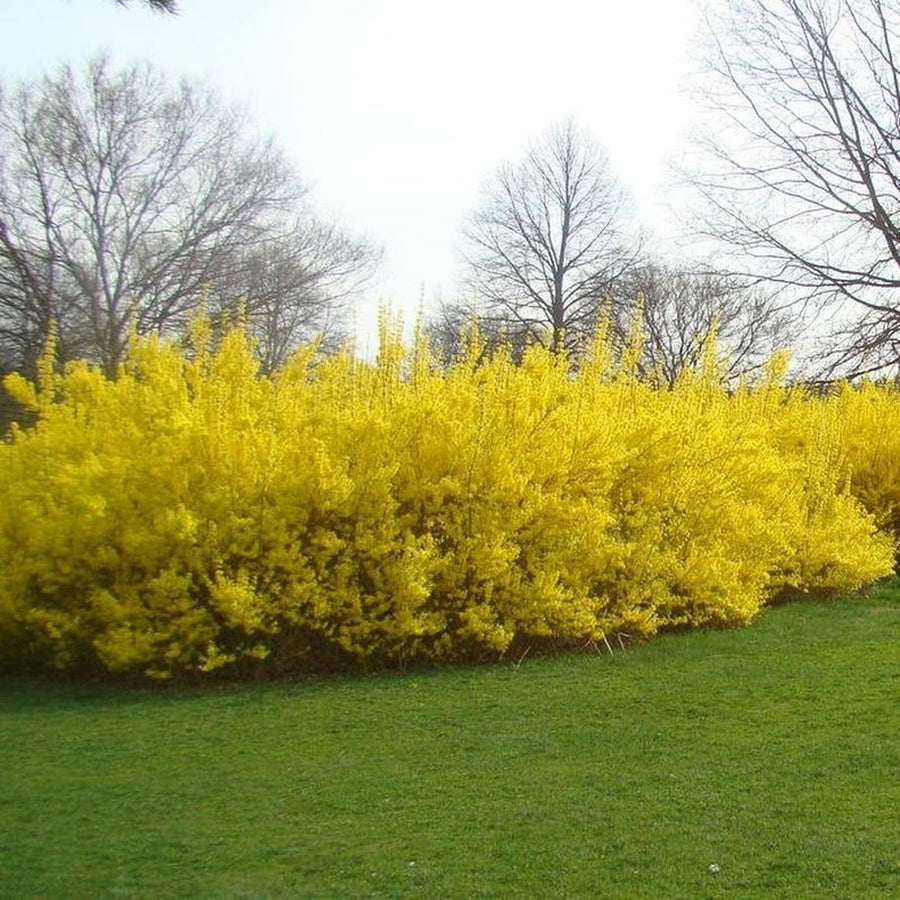 Forsythia - 'Lynwood' Forsythia - 'Lynwood' image3 3