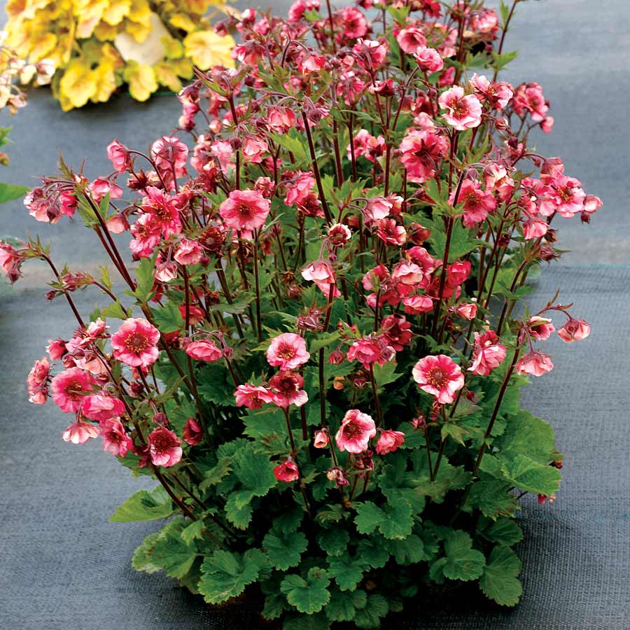 Geum 'Tempo Rose' Geum 'Tempo Rose' image3 3